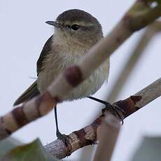 Canary Islands Chiffchaff