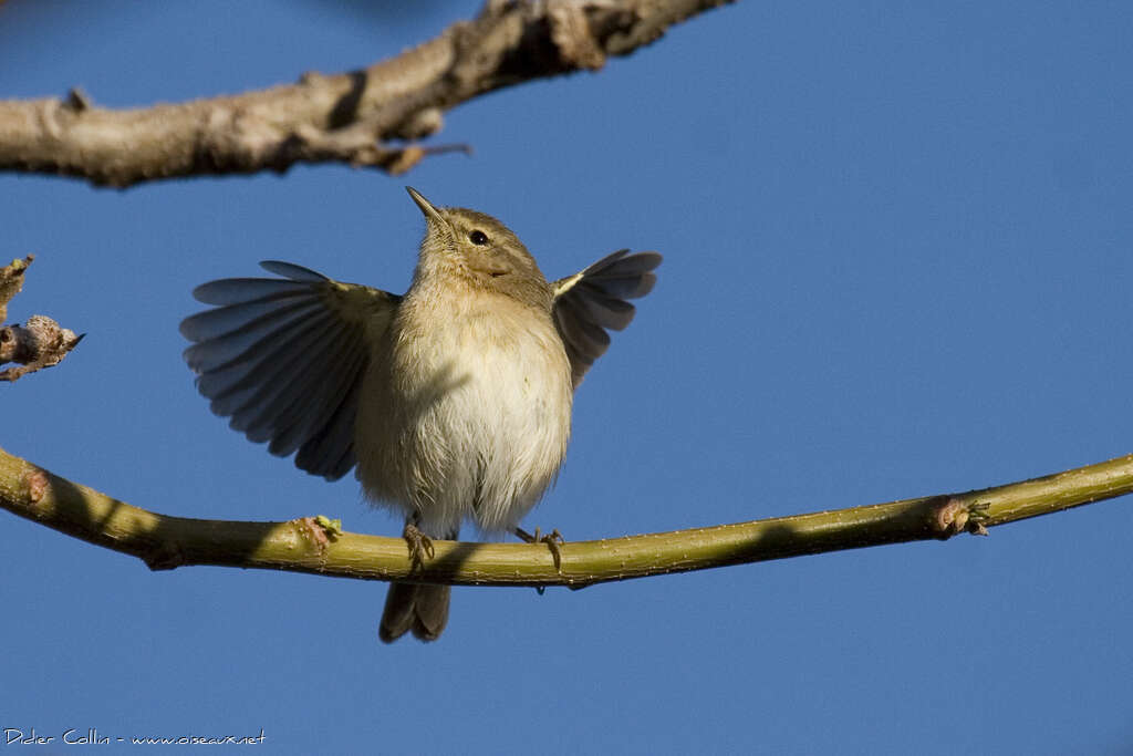 Canary Islands Chiffchaffadult, Behaviour