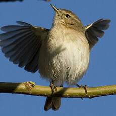 Canary Islands Chiffchaff