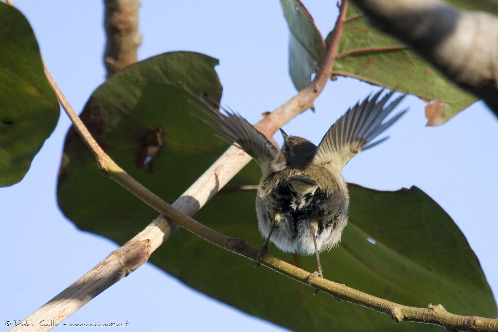 Canary Islands Chiffchaff