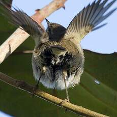 Canary Islands Chiffchaff