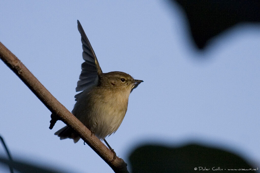 Canary Islands Chiffchaff