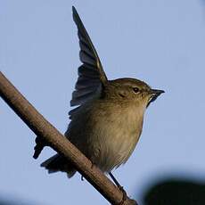 Canary Islands Chiffchaff