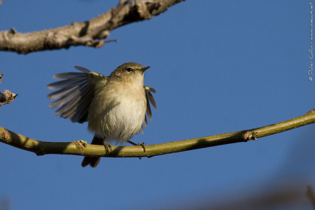 Canary Islands Chiffchaff