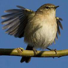 Canary Islands Chiffchaff