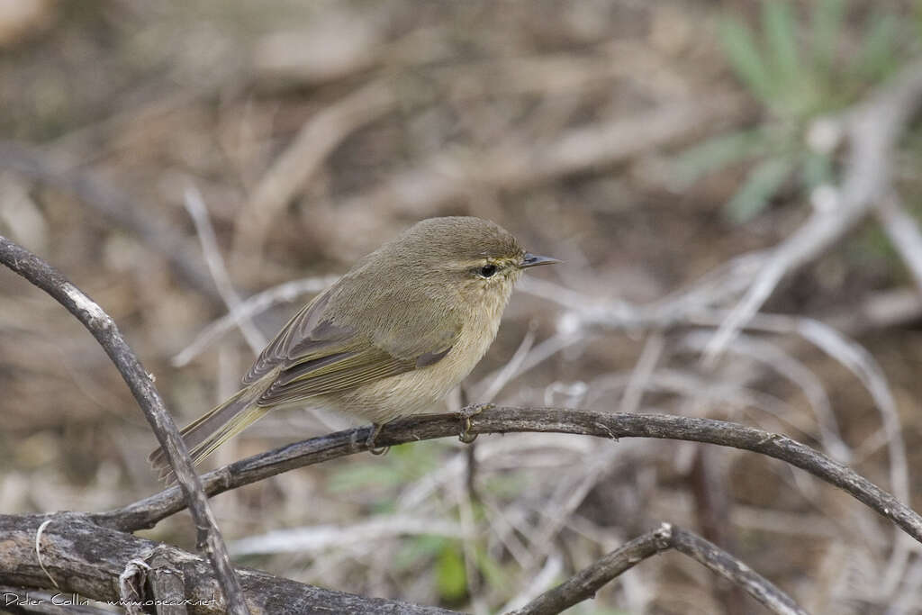 Canary Islands Chiffchaffadult, identification, pigmentation