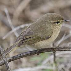 Canary Islands Chiffchaff