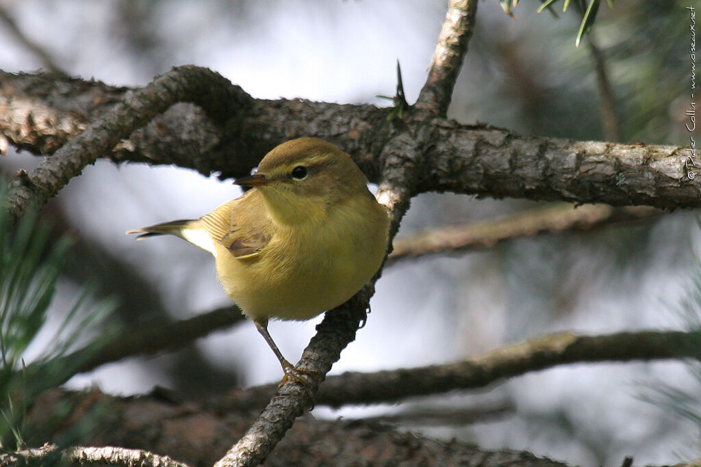 Willow Warbler