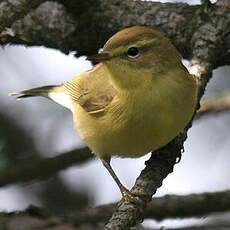 Willow Warbler