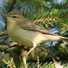 Willow Warbler