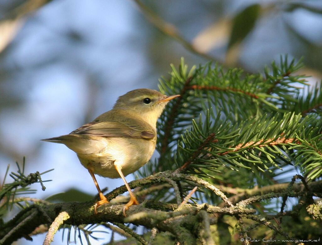 Willow Warbler