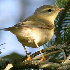 Willow Warbler