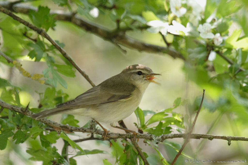 Willow Warbler