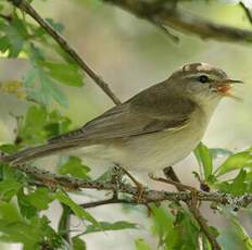 Willow Warbler