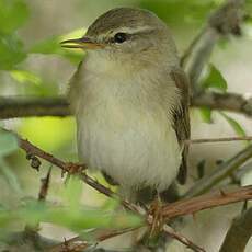 Willow Warbler