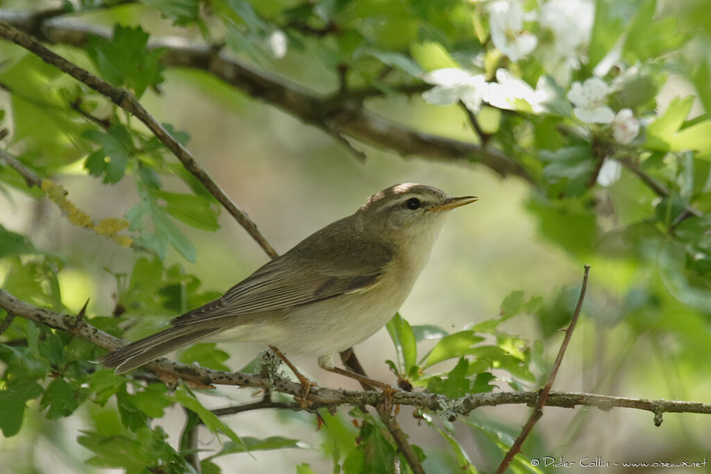 Willow Warbler