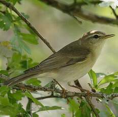 Willow Warbler