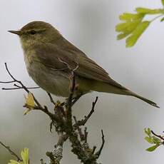 Willow Warbler