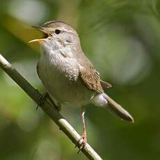 Willow Warbler