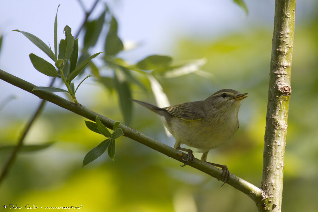 Willow Warbler