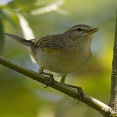 Willow Warbler