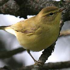 Willow Warbler