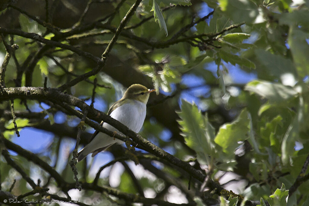 Wood Warbler