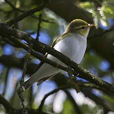 Wood Warbler