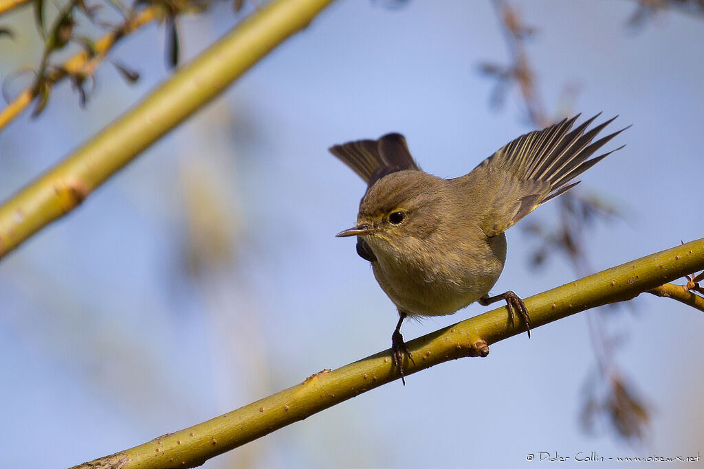 Common Chiffchaffadult