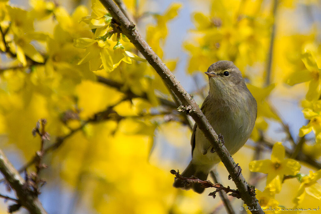 Common Chiffchaffadult