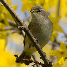 Common Chiffchaff