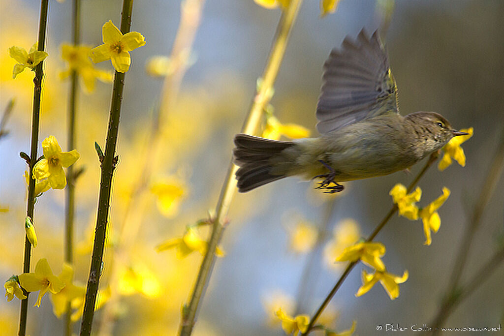 Common Chiffchaffadult, Flight