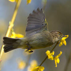 Common Chiffchaff