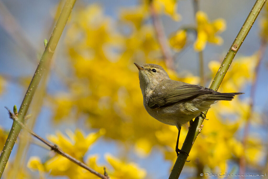 Common Chiffchaffadult