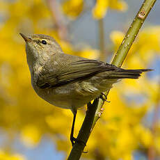 Common Chiffchaff