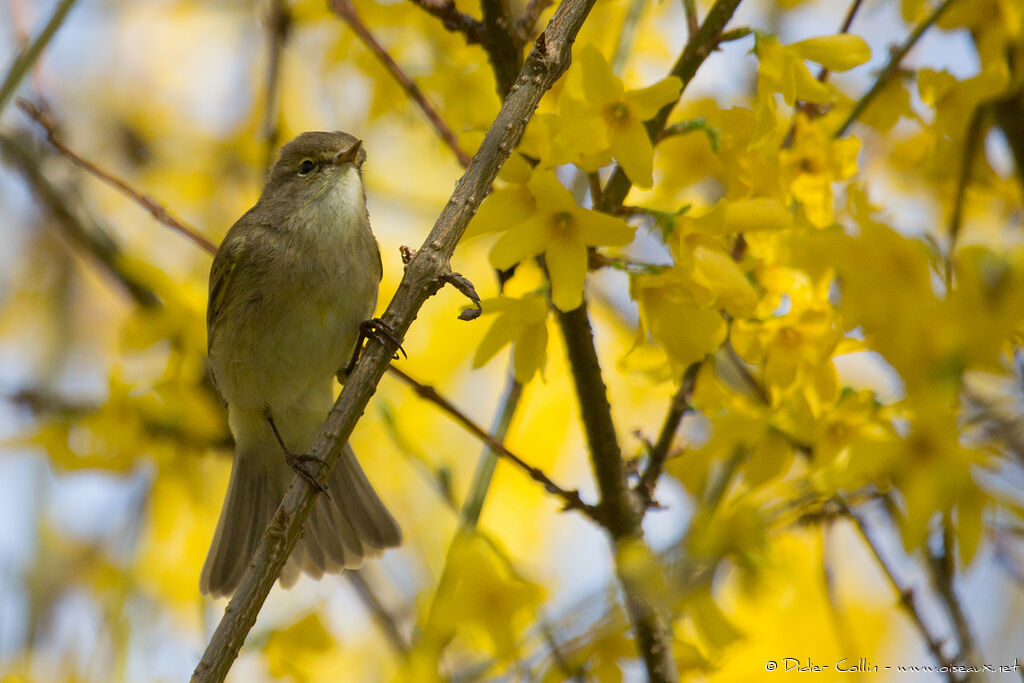 Common Chiffchaffadult