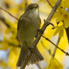 Common Chiffchaff