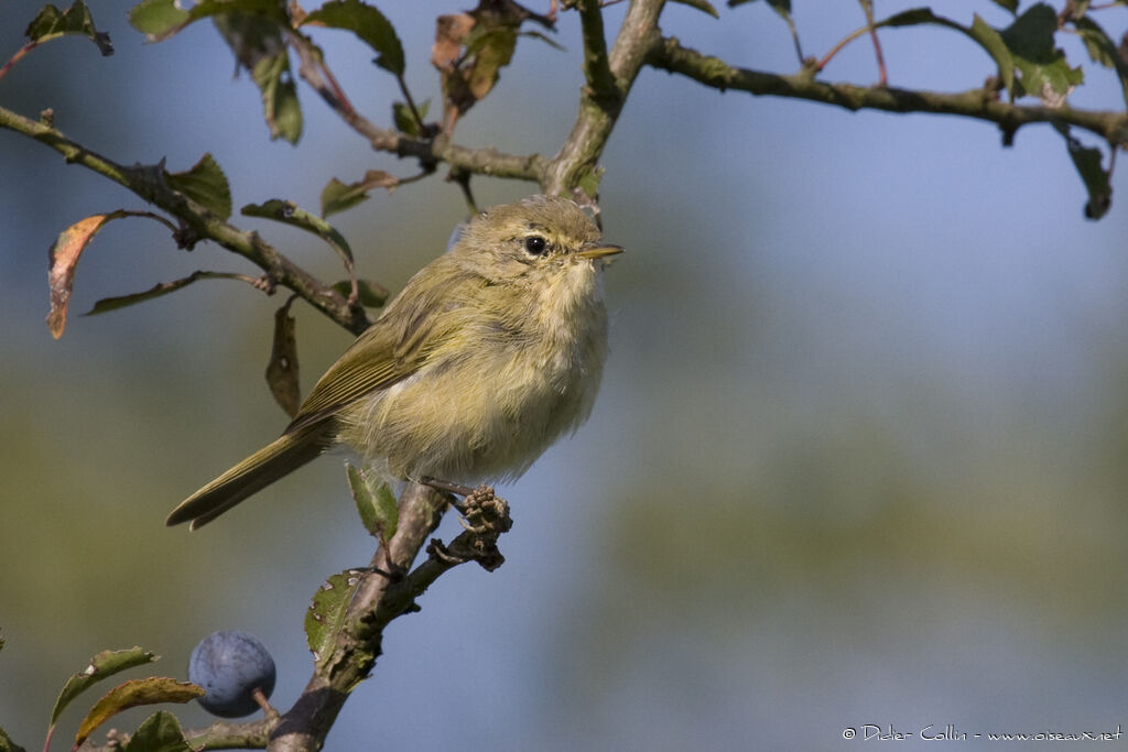 Pouillot véloceadulte, identification