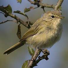 Common Chiffchaff