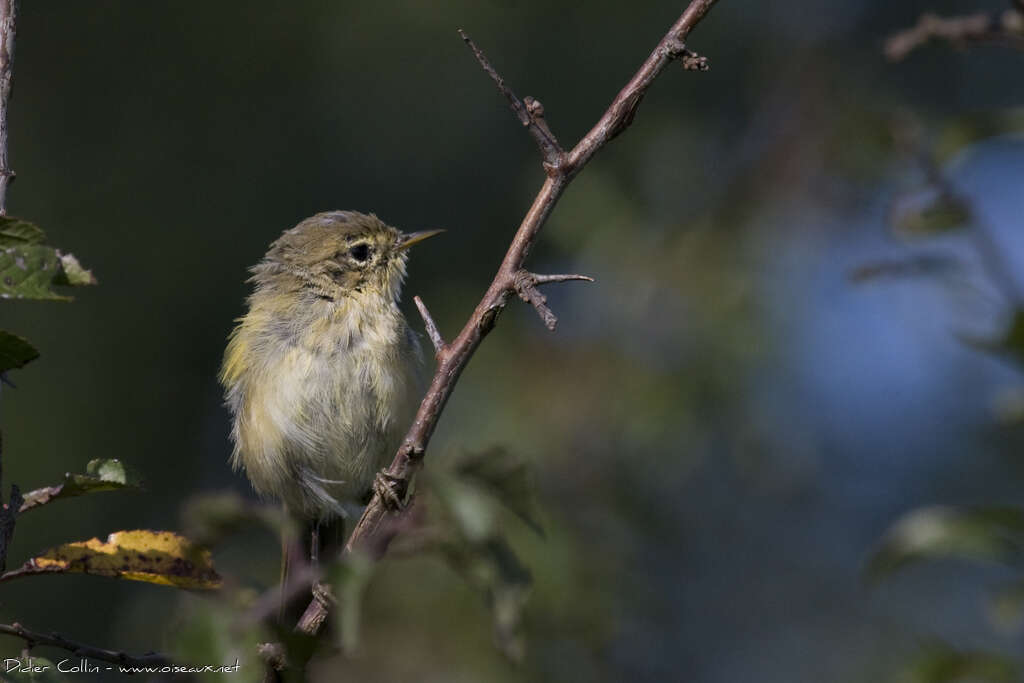 Common Chiffchaffadult transition, close-up portrait, moulting