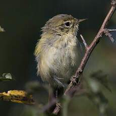 Common Chiffchaff