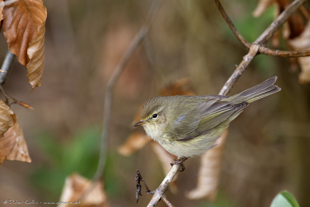 Common Chiffchaffadult, identification