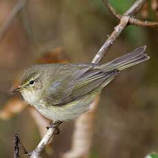 Common Chiffchaff