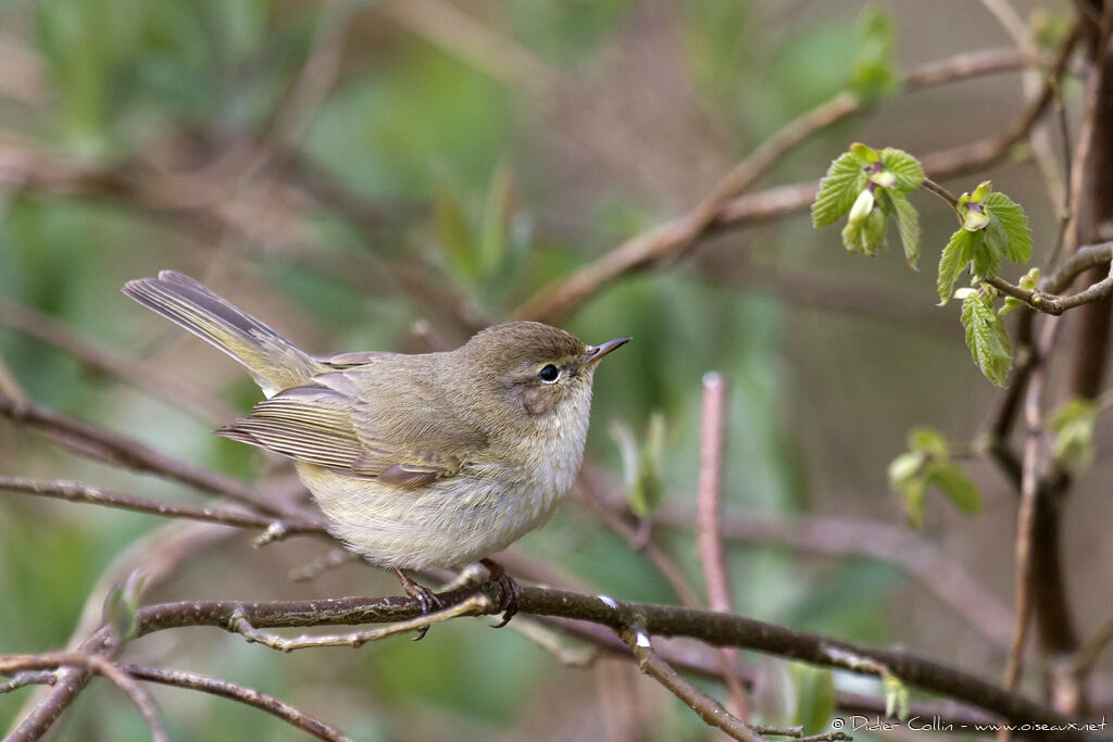 Pouillot véloceadulte, identification