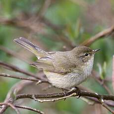 Common Chiffchaff