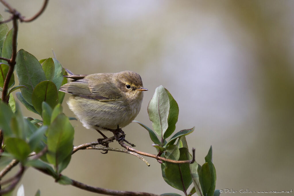 Common Chiffchaffadult