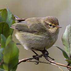 Common Chiffchaff