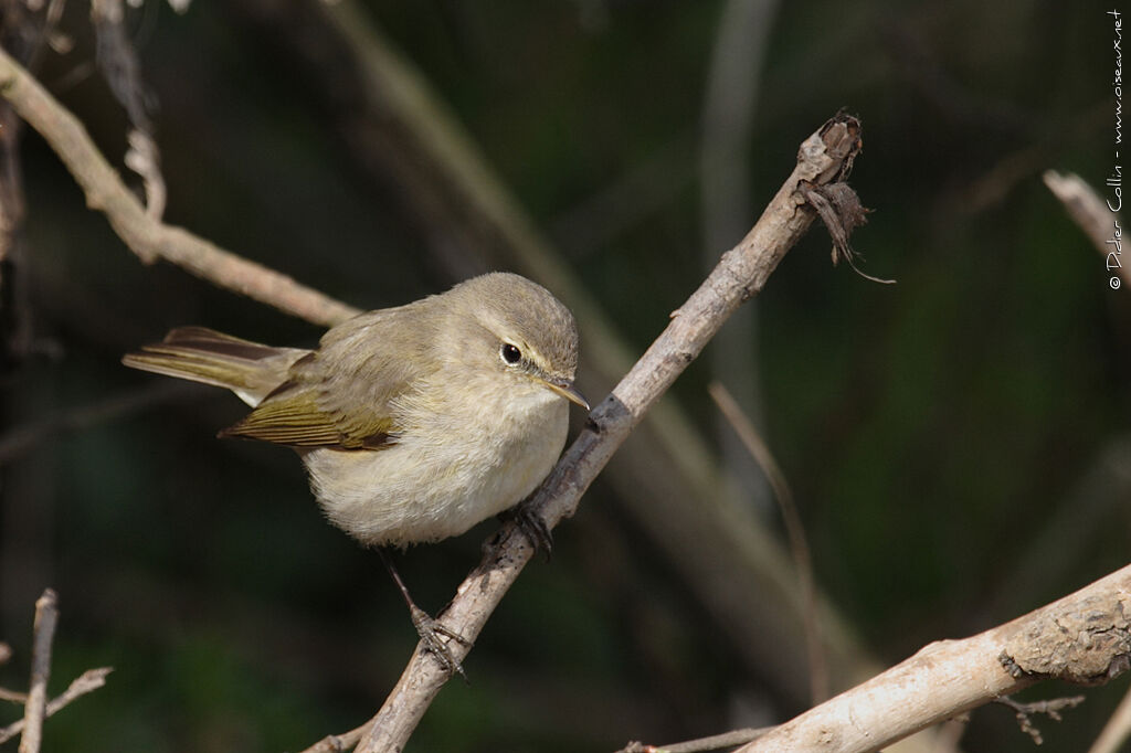 Common Chiffchaff