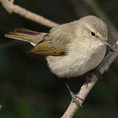 Common Chiffchaff