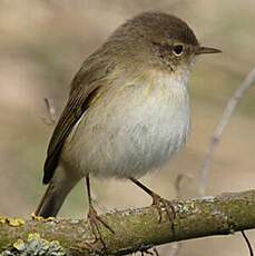 Common Chiffchaff